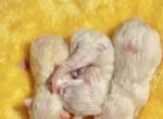 Flkitten1 3 white - British Shorthair Kitten For Sale - Parkland&comma; FL&comma; US