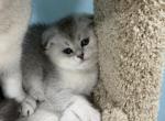 Annabelle - British Shorthair Kitten For Sale - 