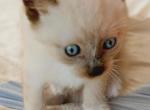 Brighteyes' 2 boys - Snowshoe Kitten For Sale - Walterboro&comma; SC&comma; US
