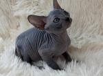 Princess - Sphynx Kitten For Sale - Orlando&comma; FL&comma; US
