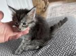 Maine Coon Kittens - Maine Coon Kitten For Sale - Absarokee&comma; MT&comma; US