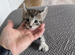 Polydactyl - Polydactyl Kitten For Sale - Absarokee&comma; MT&comma; US