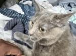 Duchess - Domestic Cat For Adoption - Irondequoit&comma; NY&comma; US