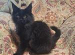 Myrtle and Selwyn litter - Maine Coon Kitten For Sale - Mayfield&comma; KY&comma; US