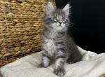 Highway Maine Coon - Maine Coon Kitten For Sale - 