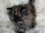 Tortie peke - Persian Kitten For Sale - Sylacauga&comma; AL&comma; US