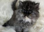Doll face - Persian Kitten For Sale - Sylacauga&comma; AL&comma; US