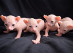 Medusa's litter - Sphynx Kitten For Sale - Havana&comma; IL&comma; US