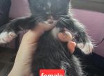 Furry sphynx - Sphynx Kitten For Sale - Havana&comma; IL&comma; US