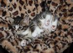 Sprat - Maine Coon Kitten For Sale - 