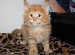 Peach - Maine Coon Kitten For Sale - 