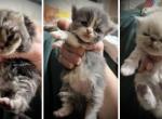 Eli and Evan Persian Boys - Persian Kitten For Sale - Uxbridge&comma; MA&comma; US