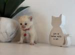 Sullies Red Collar - Ragdoll Kitten For Sale - 