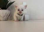 Sullies Green Collar - Ragdoll Kitten For Sale - 