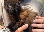 Doc - Maine Coon Kitten For Sale - Doniphan&comma; MO&comma; US