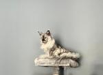 Samson - Maine Coon Cat For Adoption - FL&comma; US