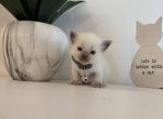 Anoire's Grey Collar - Ragdoll Kitten For Sale - Meadville&comma; PA&comma; US