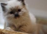 Seal mitted - Ragdoll Kitten For Sale - Bristow&comma; VA&comma; US