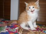 Iris - Maine Coon Kitten For Sale - Vernon&comma; NJ&comma; US