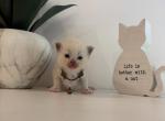 Anorie's Brown Collar - Ragdoll Kitten For Sale - Meadville&comma; PA&comma; US