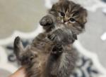 Scottish Fold Longhair - Scottish Fold Kitten For Sale - 