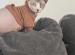 Joey - Domestic Cat For Adoption - Las Vegas&comma; NV&comma; US
