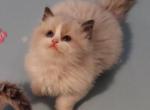 Seal bicolor - Ragdoll Kitten For Sale - 