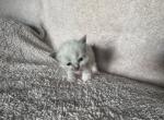 Miss Pink - Ragdoll Kitten For Sale - Etters&comma; PA&comma; US
