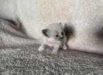 Miss Pink - Ragdoll Kitten For Sale - 