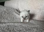 Mister Light Green - Ragdoll Kitten For Sale - 
