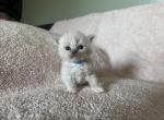 Mister Light Blue - Ragdoll Kitten For Sale - 