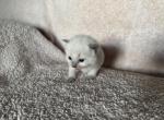 Mister Magenta - Ragdoll Kitten For Sale - Etters&comma; PA&comma; US
