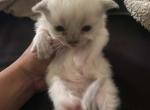 Kitten girl - Ragdoll Kitten For Adoption - Antioch&comma; CA&comma; US