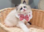 Tom - Ragdoll Kitten For Sale - Queens&comma; NY&comma; US