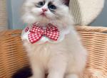 Jerry - Ragdoll Kitten For Sale - Queens&comma; NY&comma; US