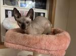 Sphynx Kittens - Sphynx Kitten For Sale - Felton&comma; DE&comma; US