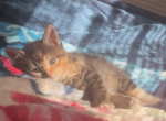 3 beautiful kittens - American Shorthair Kitten For Sale - 