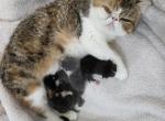 Bowie's babies - Exotic Kitten For Sale - 