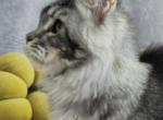 Smith n Wesson - Maine Coon Kitten For Sale - 