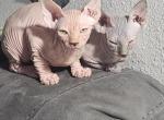 Pink litter - Sphynx Kitten For Sale - Bismarck&comma; ND&comma; US