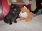 kittens deposit - Ragdoll Kitten For Sale - Beckley&comma; WV&comma; US
