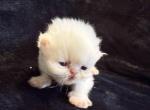 Pearl - Persian Kitten For Sale - 