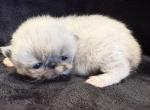Winston - Himalayan Kitten For Sale - Callahan&comma; FL&comma; US