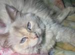 Acacia - Ragdoll Kitten For Sale - Williamsport&comma; OH&comma; US