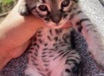 Silver Savannah - Savannah Kitten For Sale - Orange&comma; CA&comma; US