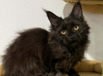 Daniel - Maine Coon Kitten For Sale - Brighton&comma; CO&comma; US