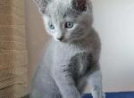 Russsian blue kitten - Russian Blue Kitten For Sale - Dumfries&comma; VA&comma; US