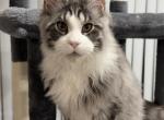 Tony - Maine Coon Kitten For Sale - Puyallup&comma; WA&comma; US