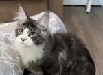 Loki - Maine Coon Kitten For Sale - 