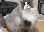 Thor - Maine Coon Kitten For Sale - 